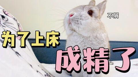兔子可以吃洋瓜吗,探究兔子饮食中的新选择