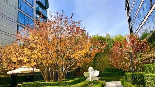 哪些明星是住在北京的,揭秘京城影视圈璀璨群星