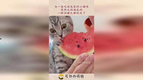 小猫叫吃瓜,趣味横生的宠物日常