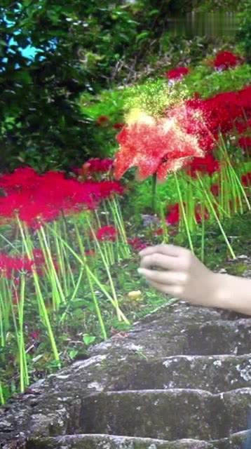 彼岸花网红,绽放于网络的红颜传奇