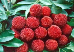 株洲新闻头条杨梅园,游客纷至沓来共赏丰收美景