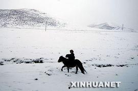 石渠县骑马新闻头条,探寻高原骑马文化新风尚