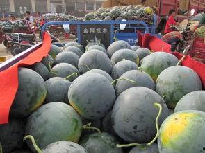 心里不苦吃瓜不甜,探寻心灵与味觉的奥秘