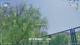 武清网红烤肠店,街头小吃新宠，美味与人气并存