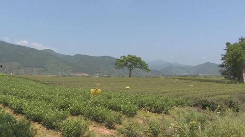 保山网红风景地址,风光旖旎的秘境之旅