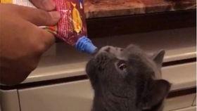 吃瓜娱乐的喵哥是谁啊视频,吃瓜娱乐界的神秘喵哥是谁？