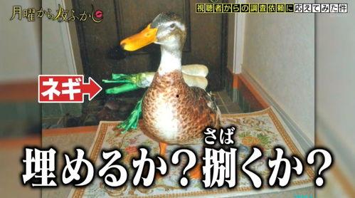 娱乐吃瓜酱鸭鸭视频大全,盘点热门视频大全