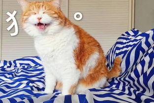 娱乐吃瓜酱找猫