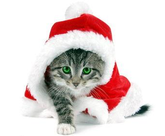 娱乐吃瓜酱找猫