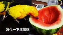 娱乐吃瓜免费吃瓜入口