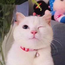 娱乐吃瓜酱猫抱枕